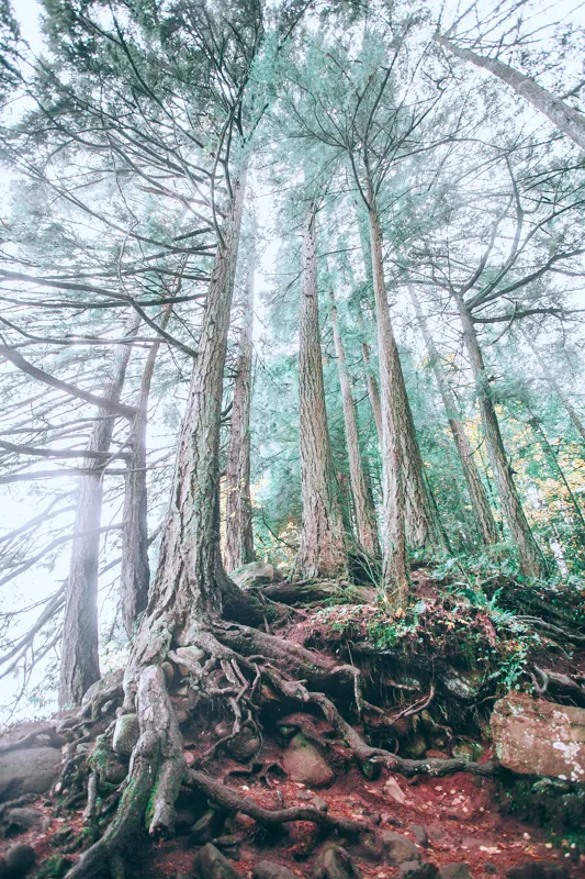 how old is the earth in the bible