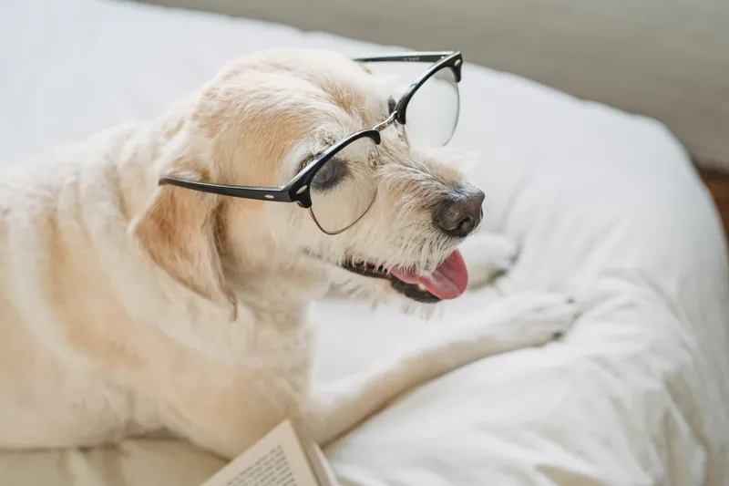 which novel is best for beginners